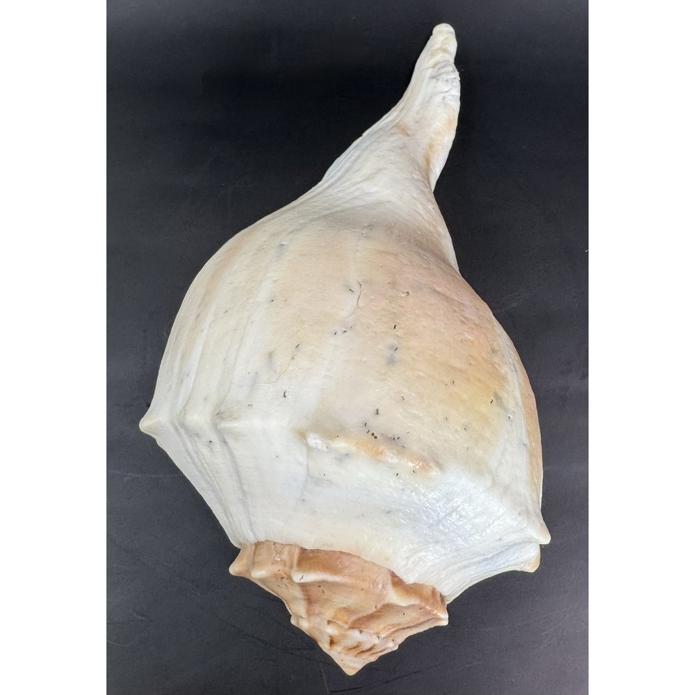 Large 11.5" Natural Lightning Whelk Sea Shell Coastal Beach Nautical Ocean Decor - Picture 3 of 10